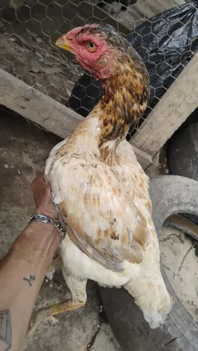 Galinha indianas crista bola 100 reais cada pra vender rápido 