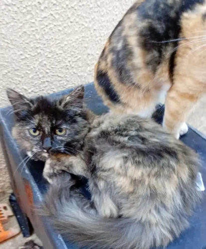 Gatos filhotes para doação