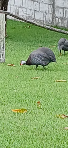 Ovos galado de galinha da angola 