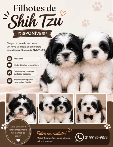 Filhotes Shih tzu 