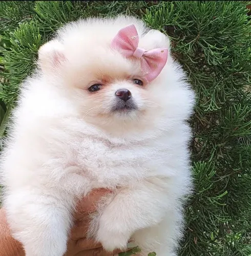 Spitz Alemão Anão/Lulu da Pomerânia Fêmea !!!!!!