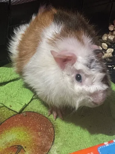 doação porquinho da índia