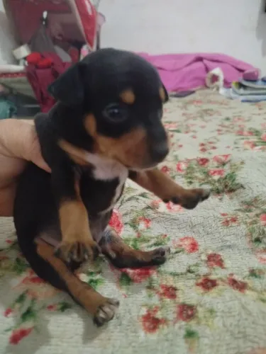Pinscher 1 machinho disponível