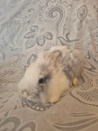 Vende-se coelho mini lion 