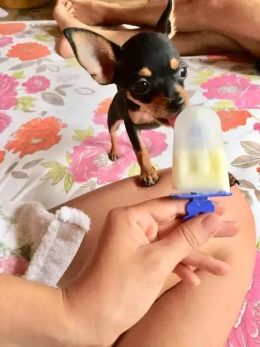 Pinscher Miniatura 