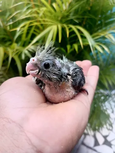 Gaiola