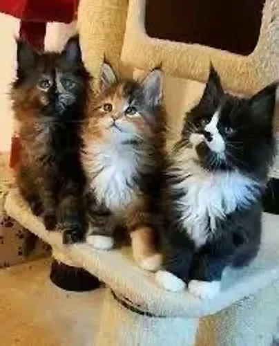 Maine Coon