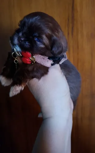 Shi tzu chocolate