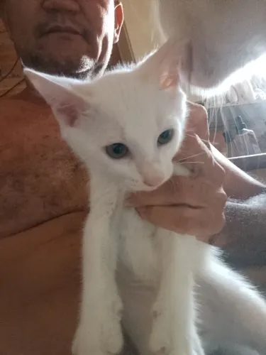 Doação de gatos