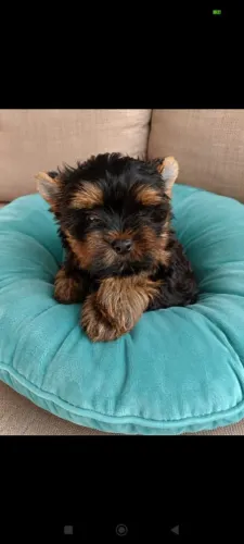 Yorkshire micro