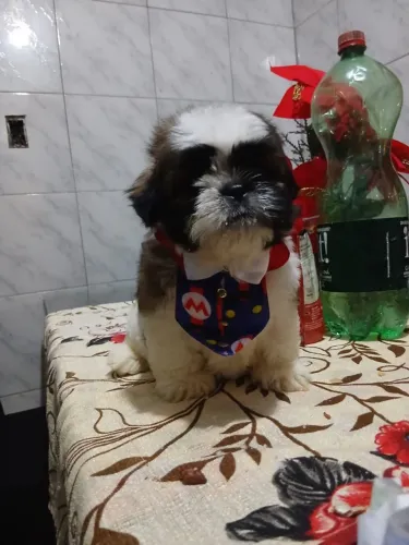 Vendi se filhotes de shitzu amoroso ? e carinhoso ?