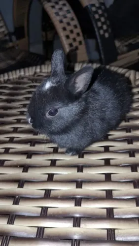 COELHOS DISPONÍVEL PARA VENDA