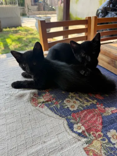 Doação de gatos