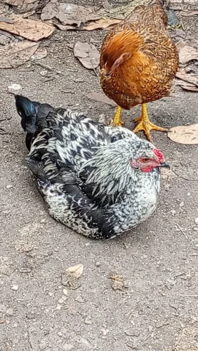 Galos etc