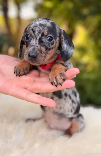 Dachshund Filhote