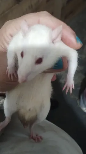 Doação no rato Twister