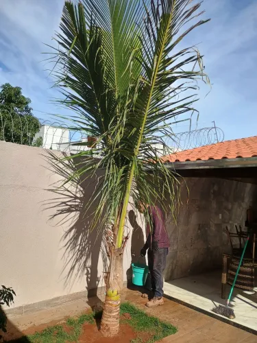 Coco anão legítimo da Bahia 
