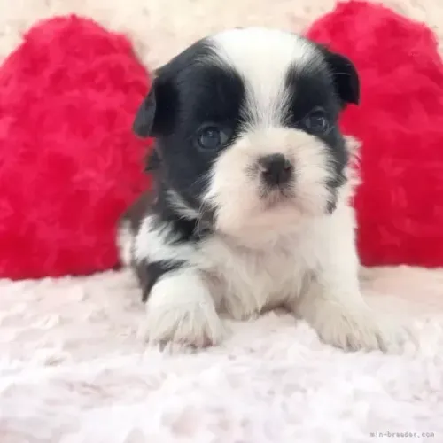 Shih Tzu/ Shitzu baby filhotinhos afetuosos legítimos macho e fêmea com pedigree