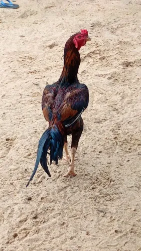 Vende galo