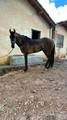 Garanhão luxo registrado