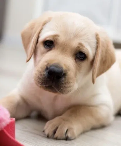 Filhotes De Labrador - Nada Se Compara A Felicidade De Ter Um Filhote 