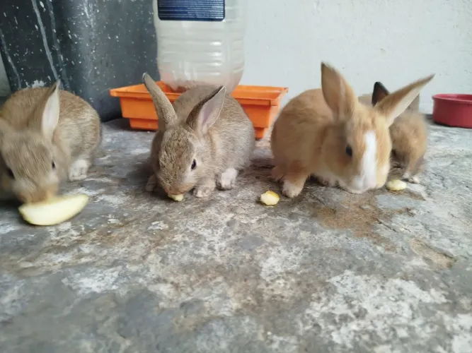 Filhotes de coelhos 