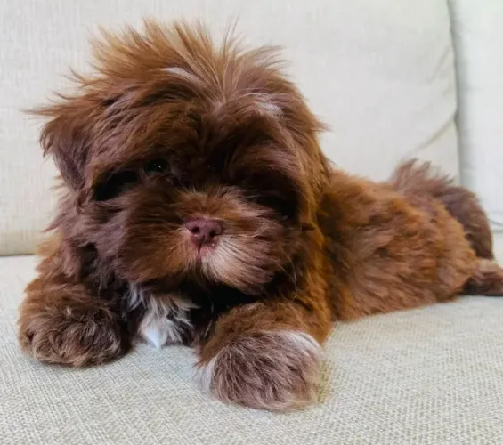 FILHOTE SHIHTZU