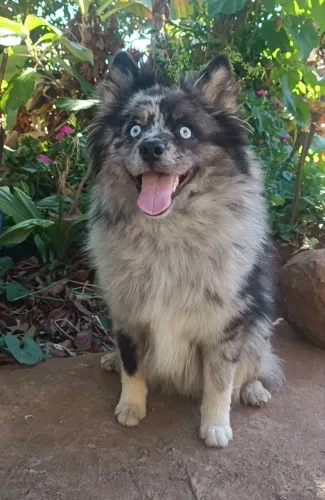 Padreador pomsky f3 Mini !!!! Região Belo Horizonte !!!!