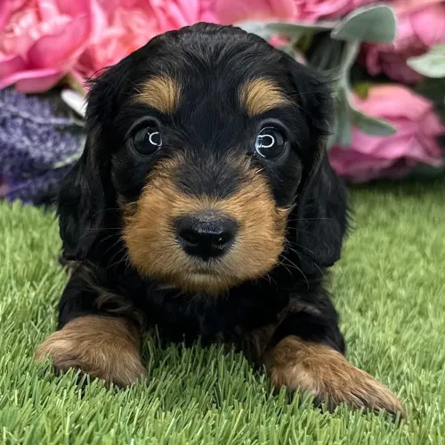 Dachshund Pelo longo | Filhotes com vacinas em dia - chama no WhatsApp