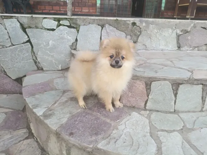 Spitz Alemão anão macho disponíveis