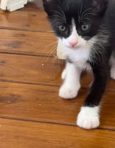 Gatos para adoção