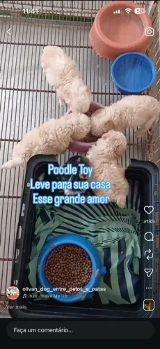 Poodle Toy machos 