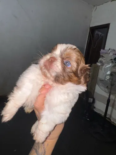 Shih tzu macho filhote 