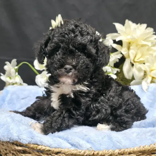 Poodle Toy Black | Apaixonantes desde o primeiro olhar.