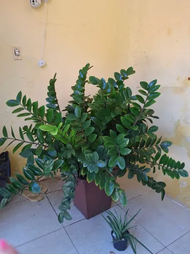 Zamioculca Grande