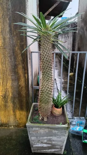 Jabuticaba produzido