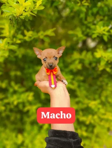 Pinscher com 60 dias vacinada machos e fêmeas