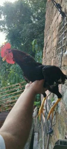 Vendo 4 Frangos Caipiras por 100