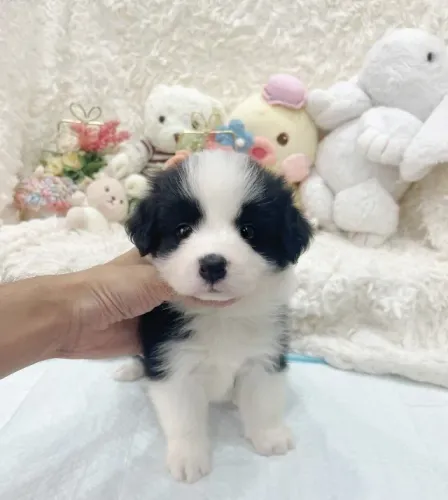 Filhote de cachorro Border Collie companheiro leal e saudavel
