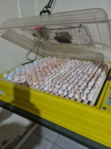 Ovos Galados de Nagasaki sortidos