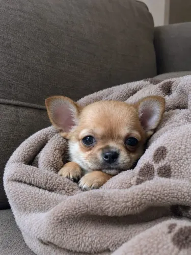 Chihuahua fêmea trocar por macho da mesma raça