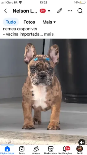 Buldogue francês fêmea cor exótica fulvo merle