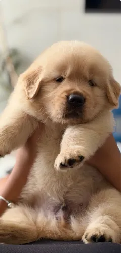 Filhote Top de Golden Retriever PEDIGREE 