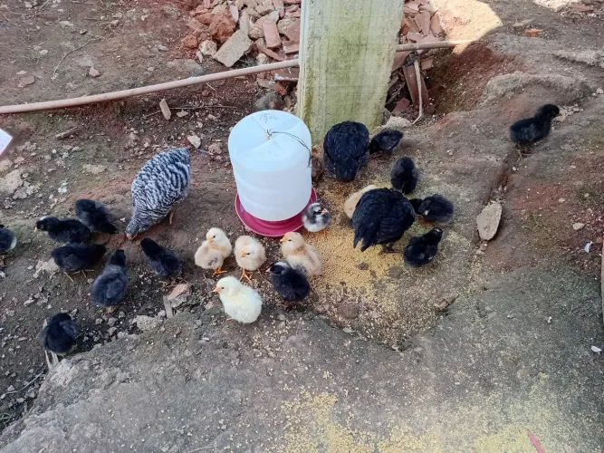 Vendos pintos   