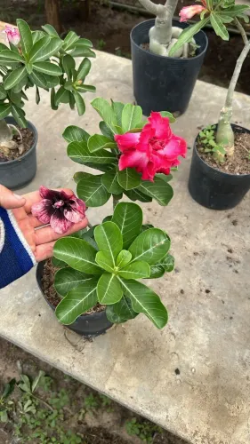 Rosa do deserto 