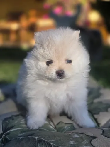 Lulu da pomerania