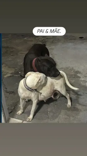 Vendo filhotes de Pitbull