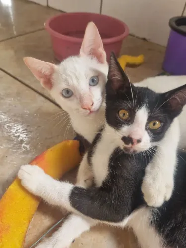 Adoção responsável