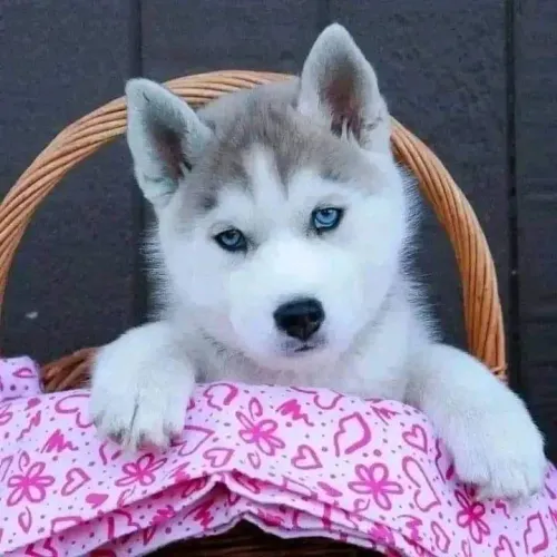 Husky Siberiano - Mais Que Um Mimo, Uma Companhia Para Vida