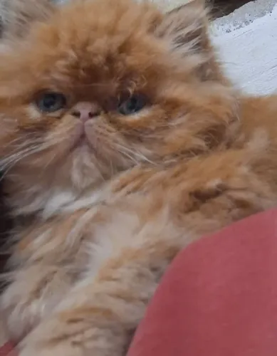 Vende se gatinho persa macho com 60 dias filhote lindo brincalhão laranja